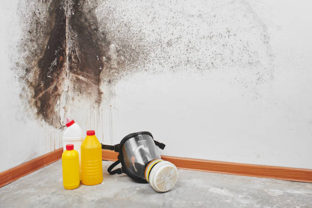 Best Black Mold Removal  in Roanoke, VA