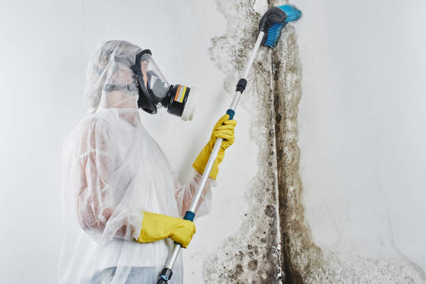Best Mold Removal Near Me  in Roanoke, VA