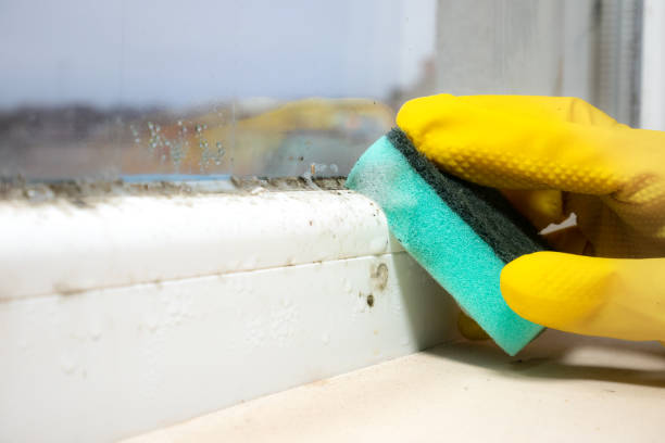 Best Mold Remediation Services  in Roanoke, VA