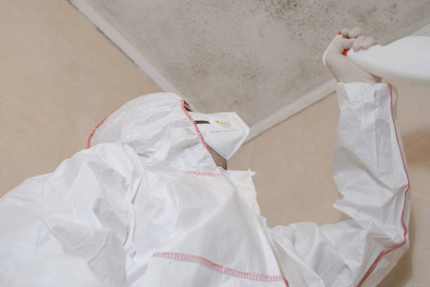Best Mold Damage Repair  in Roanoke, VA