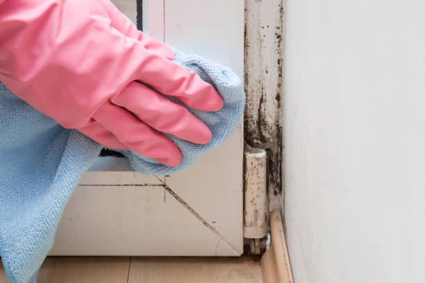 Best Mold Removal Company Near Me  in Roanoke, VA